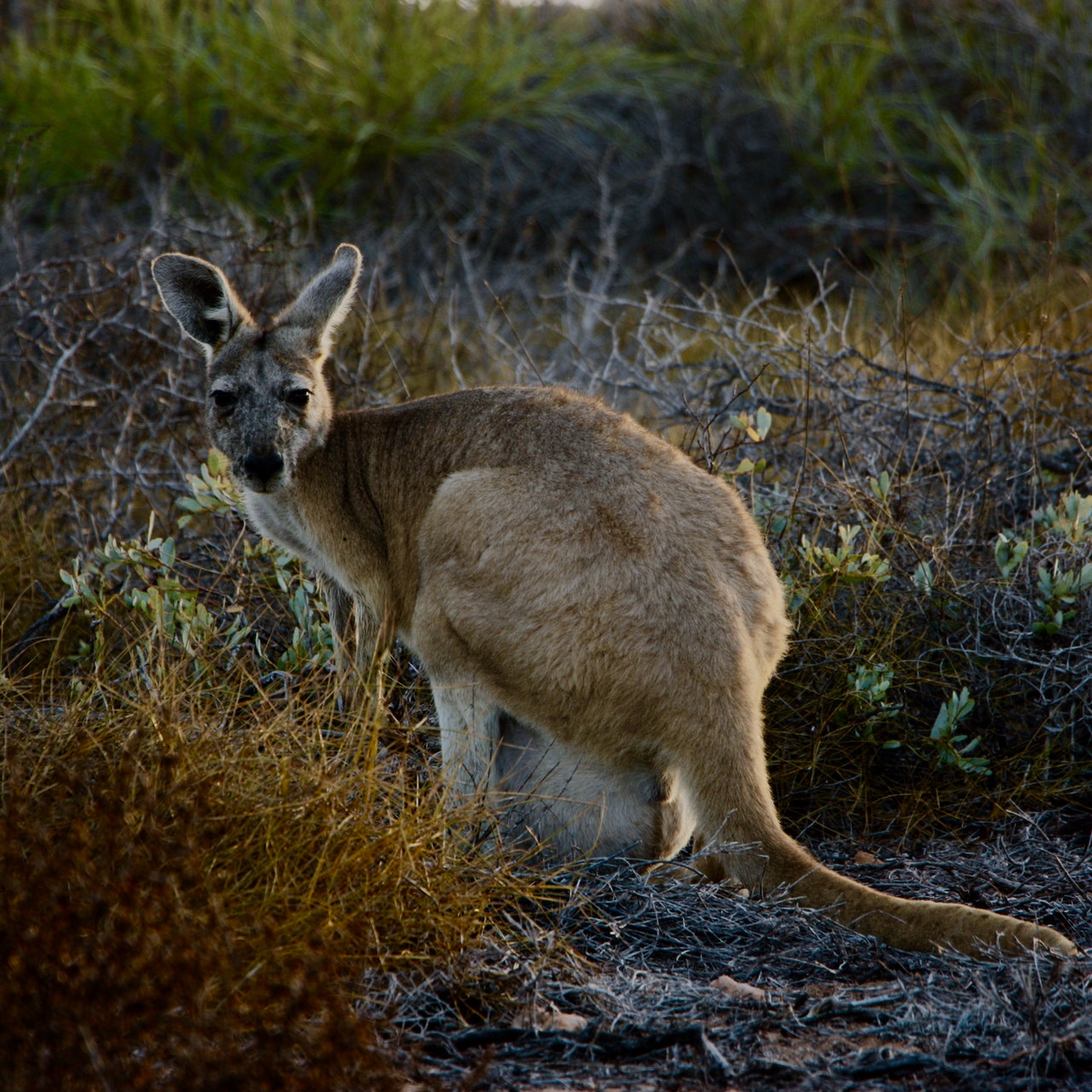 Australian bush candle